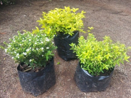 Duranta and Cuphea from Leafs Nursery